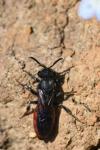 Sphecodes albilabris
