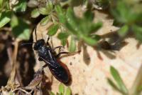 Sphecodes albilabris