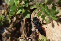 Sphecodes albilabris