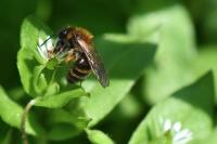 Andrena bicolor