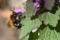 Anthophora plumipes