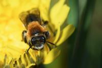 Andrena nitida