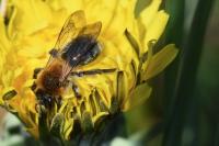 Andrena nitida