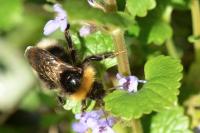 Bombus sylvestris