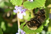 Bombus sylvestris