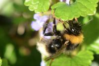Bombus sylvestris