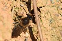Colletes cunicularius