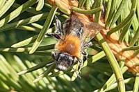 Andrena nitida