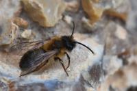 Andrena nigroaenea