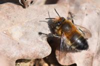 Anthophora plumipes