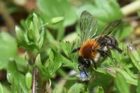 Andrena nitida