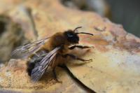 Andrena nigroaenea