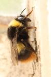 Bombus pratorum