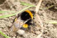 Bombus terrestris/lucorum