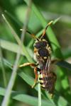 Nomada bifasciata