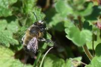 Anthophora plumipes