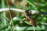 Nomada bifasciata