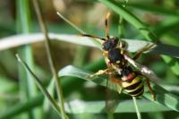 Nomada bifasciata