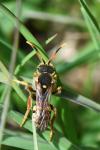 Nomada bifasciata