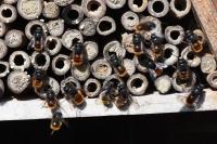 Osmia cornuta