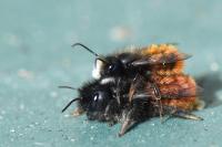 Osmia cornuta