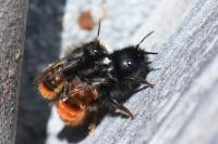 Osmia cornuta