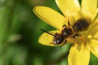 Lasioglossum xanthopus