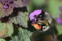 Anthophora plumipes