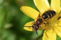 Lasioglossum xanthopus