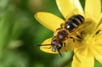 Lasioglossum xanthopus