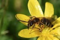 Lasioglossum xanthopus