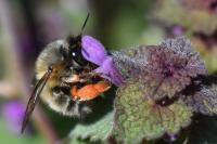 Anthophora plumipes