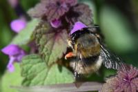 Anthophora plumipes