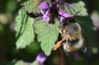 Anthophora plumipes