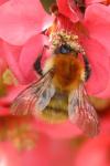 Bombus pascuorum