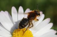 Andrena lagopus