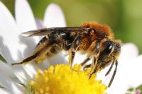 Andrena lagopus