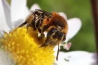 Andrena lagopus