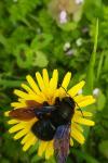 Xylocopa violacea