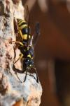 Ancistrocerus nigricornis