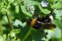 Bombus sylvestris
