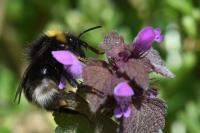 Bombus sylvestris