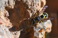 Ancistrocerus nigricornis