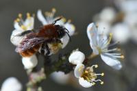 Andrena fulva