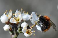 Andrena fulva