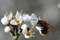 Andrena fulva