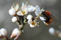 Andrena fulva