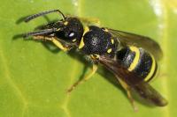 Ancistrocerus nigricornis