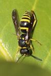 Ancistrocerus nigricornis