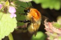 Bombus pascuorum